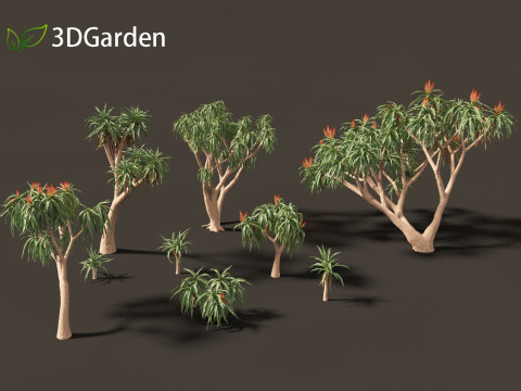 Aloidendron barberae - Tree Aloe 3D Model