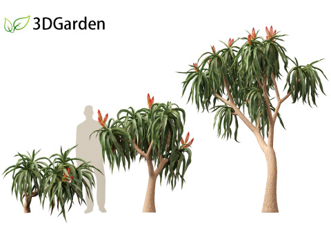 Aloidendron barberae - Tree Aloe 3D Model
