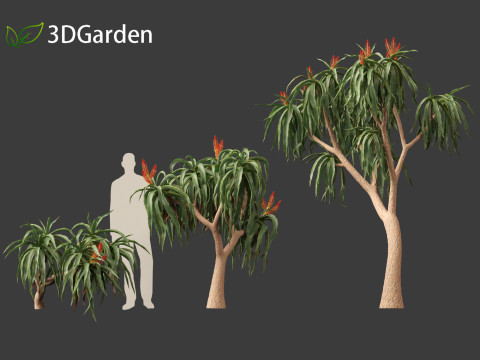 Aloidendron barberae - Tree Aloe 3D Model