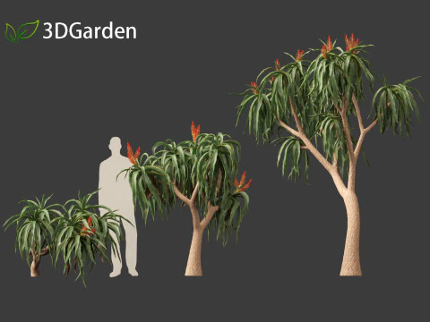 Aloidendron barberae - Tree Aloe 3D Model