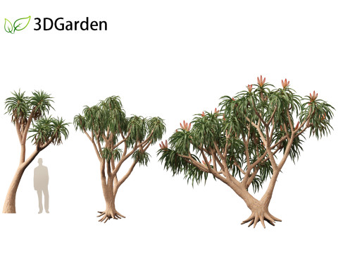 Aloidendron barberae - Tree Aloe 3D Model