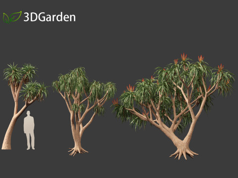 Aloidendron barberae - Tree Aloe 3D Model