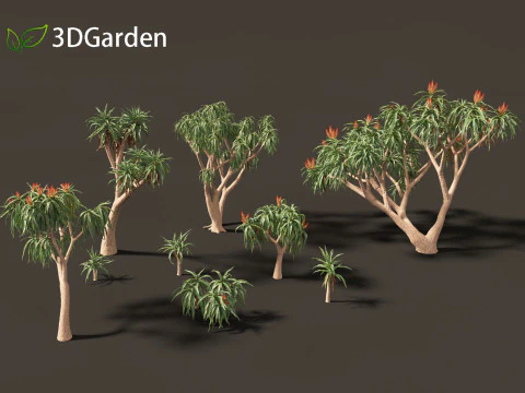 Aloidendron barberae - Tree Aloe 3D Model