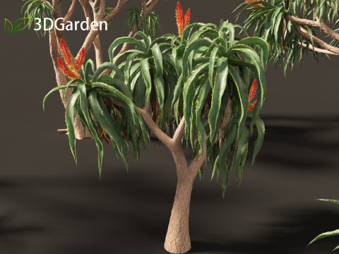 Aloidendron barberae - Tree Aloe 3D Model