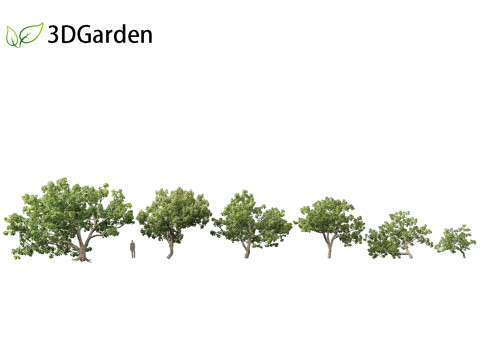 Caryocar brasiliense - Souari nut 3D Model