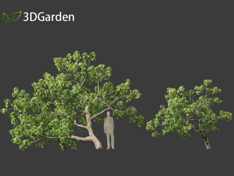 Caryocar brasiliense - Souari nut 3D-Modell