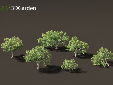 Caryocar brasiliense - Souari nut 3D-Modell