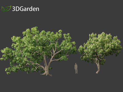 Caryocar brasiliense - Souari nut 3D-Modell