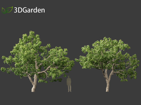 Caryocar brasiliense - Souari nut 3D-Modell