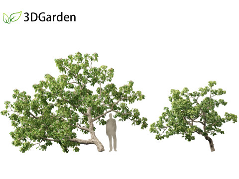 Caryocar brasiliense - Souari nut 3D-Modell