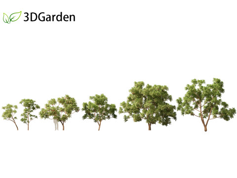 Cinchona officinalis - Quinine 3D-Modell