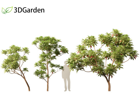 Cinchona officinalis - Quinine 3D 模型