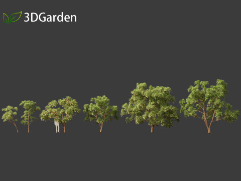 Cinchona officinalis - Quinine 3D 模型