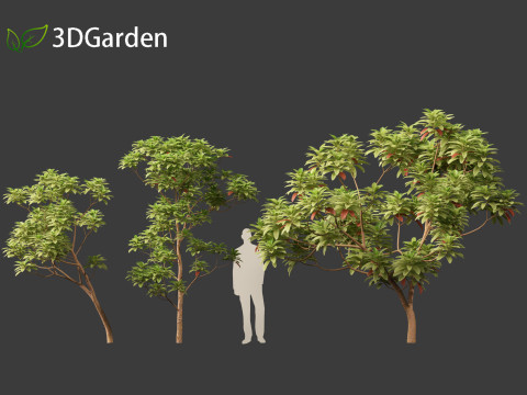 Cinchona officinalis - Quinine 3D 模型