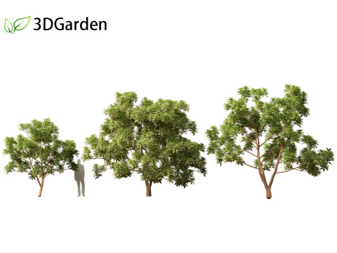 Cinchona officinalis - Quinine 3D 模型