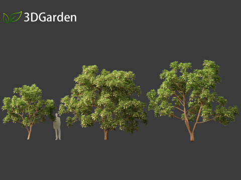 Cinchona officinalis - Quinine 3D 模型