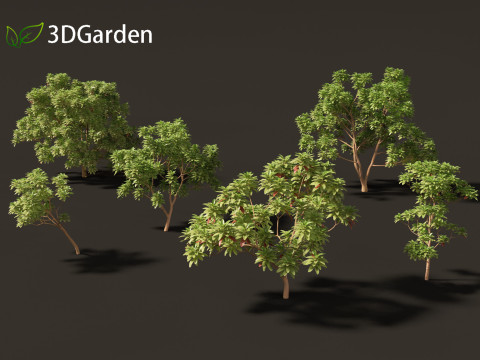 Cinchona officinalis - Quinine 3D 模型