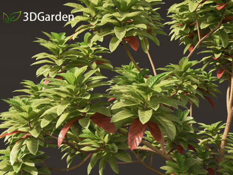 Cinchona officinalis - Quinine 3D 模型
