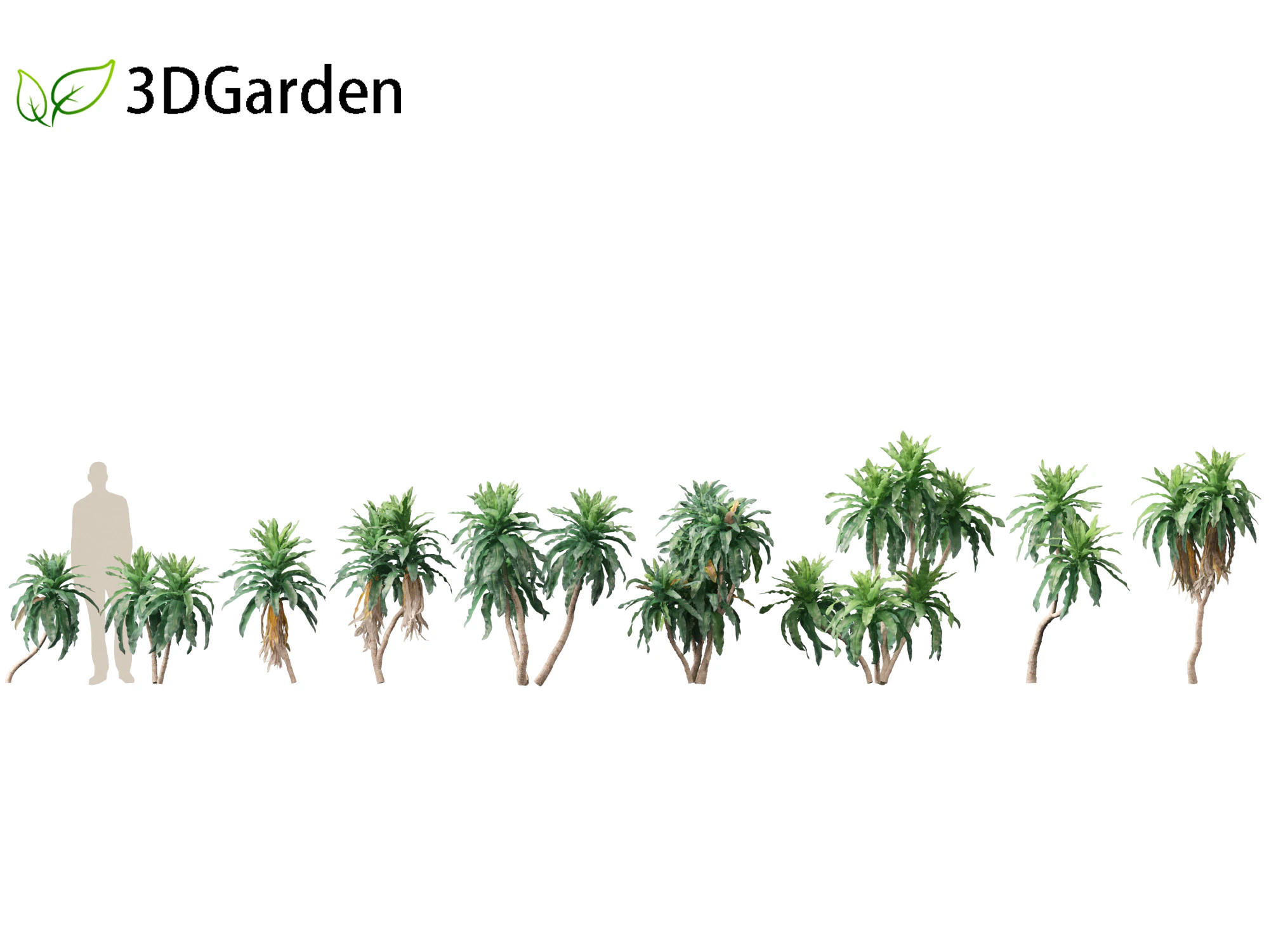 Dracaena aletriformis - the large-leaved dragon tree 3D Model .c4d .max .obj .3ds .fbx .stl .blend