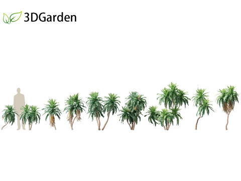 Dracaena aletriformis - the large-leaved dragon tree 3Dモデル
