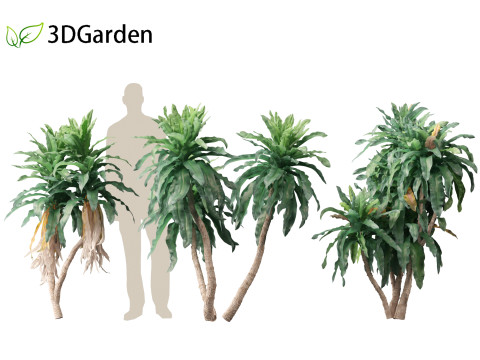 Dracaena aletriformis - the large-leaved dragon tree 3D Модель