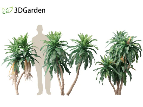 Dracaena aletriformis - the large-leaved dragon tree 3D Model