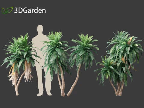 Dracaena aletriformis - the large-leaved dragon tree 3D Model