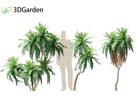 Dracaena aletriformis - the large-leaved dragon tree 3D Model