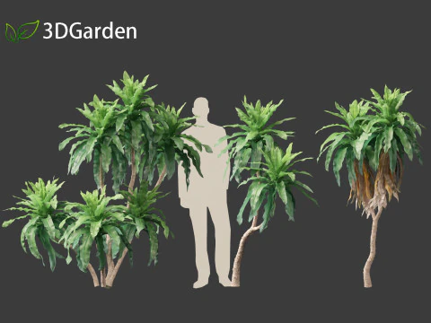 Dracaena aletriformis - the large-leaved dragon tree 3D Model