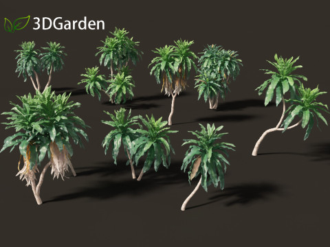 Dracaena aletriformis - the large-leaved dragon tree 3D Модель