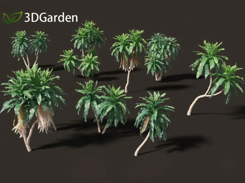 Dracaena aletriformis - the large-leaved dragon tree 3D Model