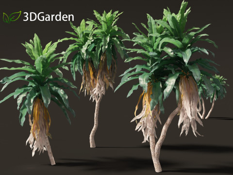 Dracaena aletriformis - the large-leaved dragon tree 3D Модель