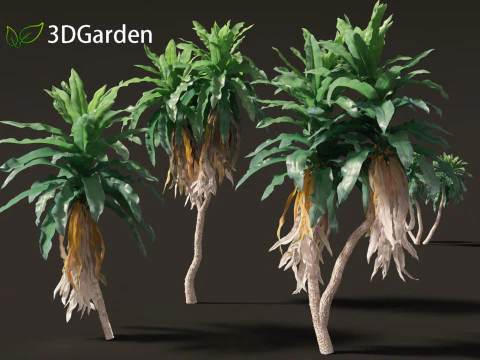 Dracaena aletriformis - the large-leaved dragon tree 3D Model