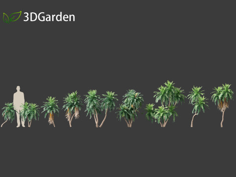 Dracaena aletriformis - the large-leaved dragon tree 3D Модель
