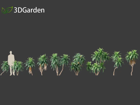 Dracaena aletriformis - the large-leaved dragon tree 3D Model