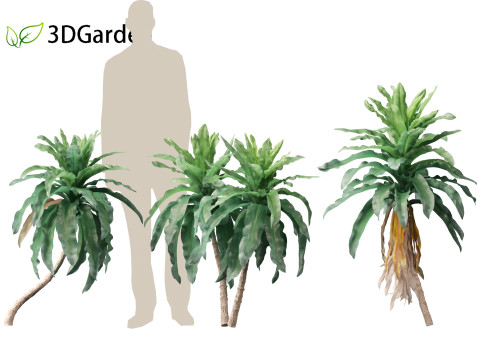 Dracaena aletriformis - the large-leaved dragon tree 3D Модель