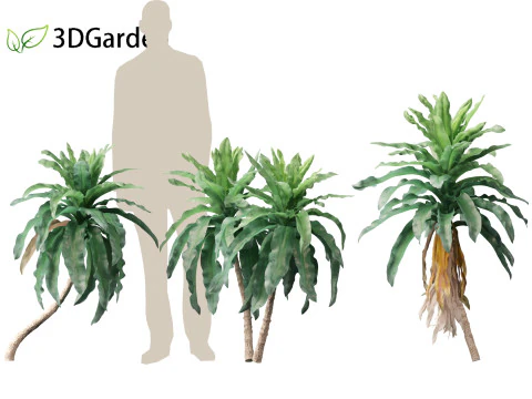 Dracaena aletriformis - the large-leaved dragon tree 3D Model