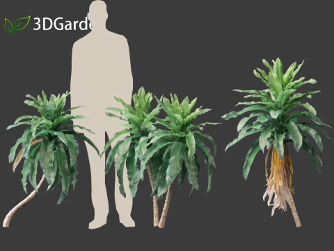 Dracaena aletriformis - the large-leaved dragon tree 3D Model