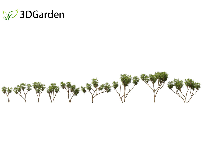 Hyphaene thebaica - Doum palm 3D मॉडल .c4d .max .obj .3ds .fbx .stl .blend 