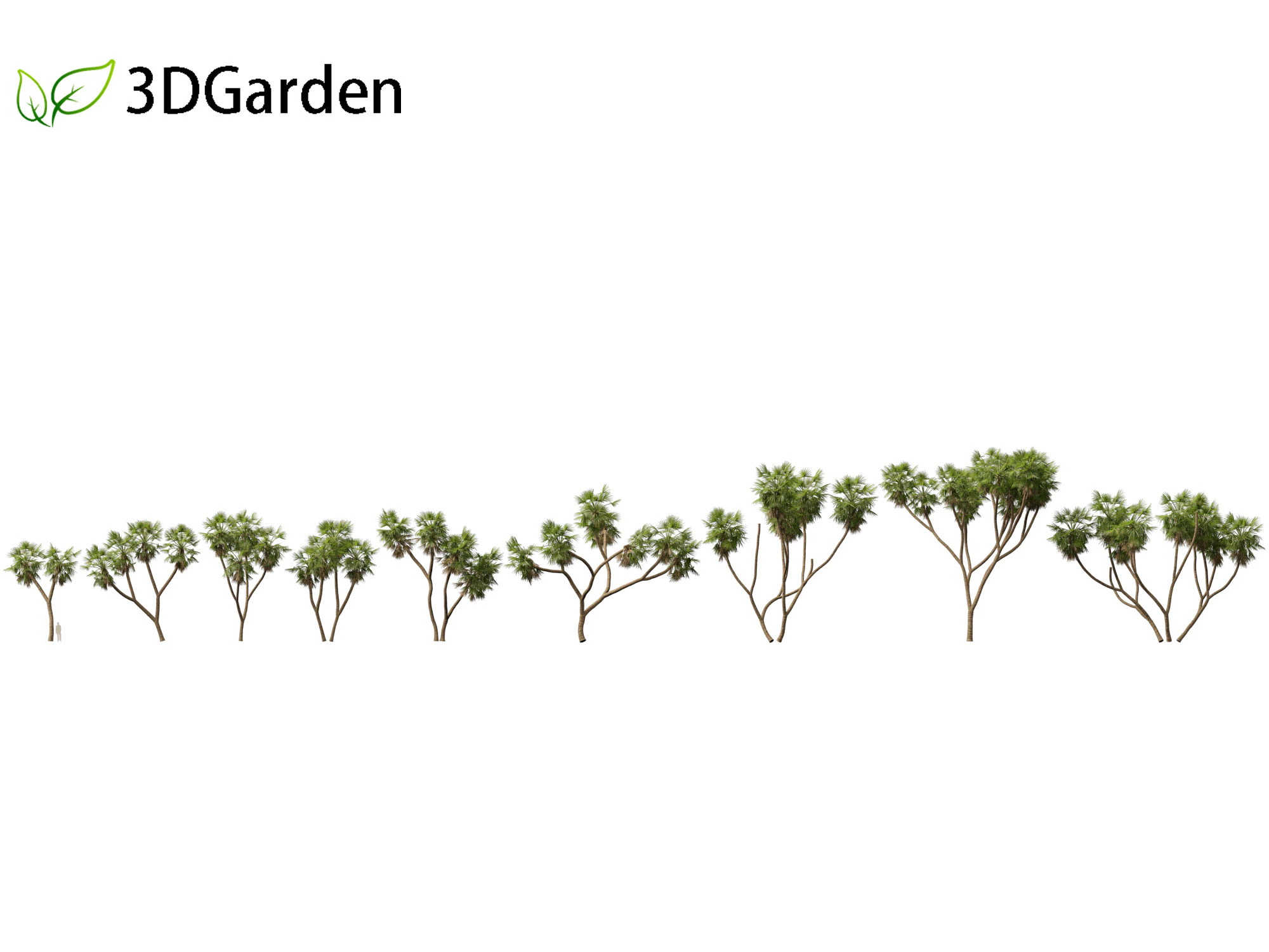Hyphaene thebaica - Doum palm 3D Model .c4d .max .obj .3ds .fbx .stl .blend 