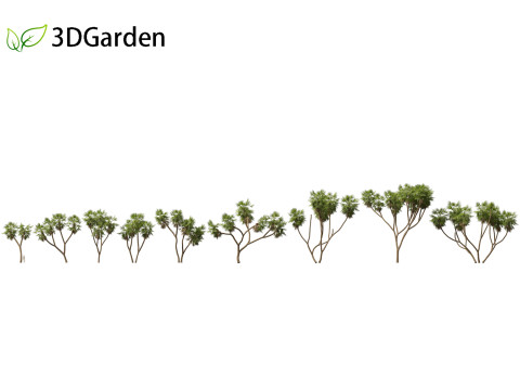 Hyphaene thebaica - Doum palm 3D-Modell