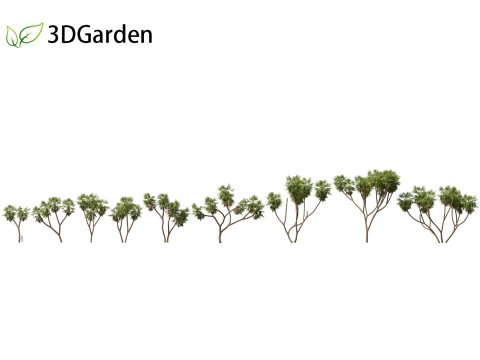 Hyphaene thebaica - ドゥームヤシ 3Dモデル