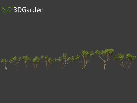 Hyphaene thebaica - Doum palm 3D Model
