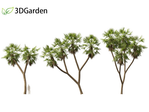 Hyphaene thebaica - Doum palm 3D मॉडल
