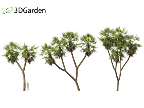 Hyphaene thebaica - Doum palm 3D Model