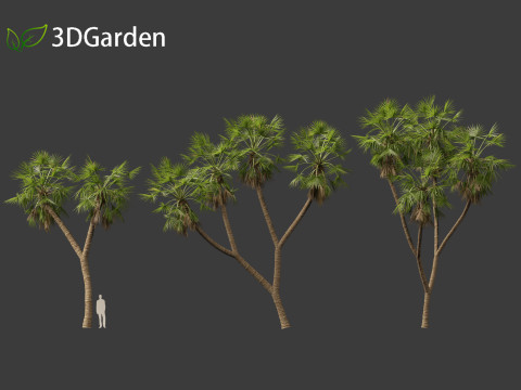 Hyphaene thebaica - Doum palm 3D मॉडल