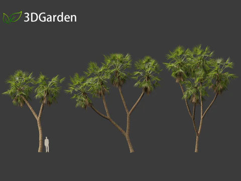 Hyphaene thebaica - Doum palm 3D Model