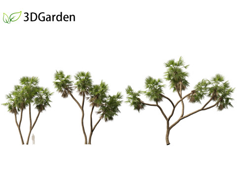 Hyphaene thebaica - Doum palm 3D मॉडल