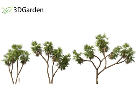 Hyphaene thebaica - Doum palm 3D Model