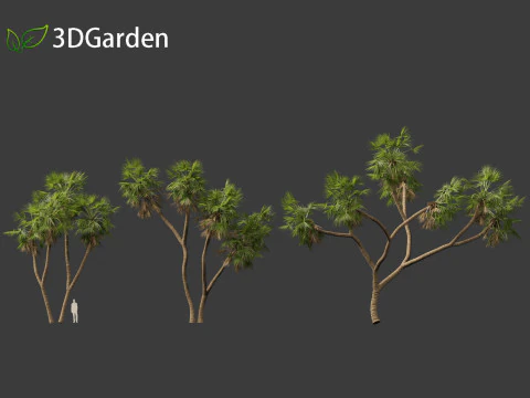 Hyphaene thebaica - Doum palm 3D Model